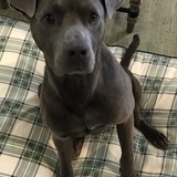 Entry image for BREW 