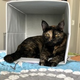 Entry image for Chloe