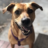 Entry image for Bagel