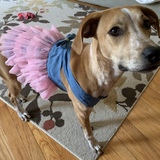 Entry image for Penelope (Pennie)