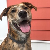 Entry image for Rhett