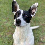 Entry image for Castiel