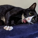 Entry image for Artemis