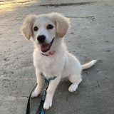 Entry image for Scout