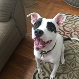 Entry image for Gemma