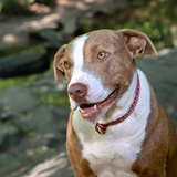 Entry image for Ginger