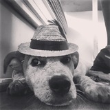 Entry image for Finn