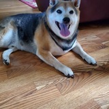 Entry image for Rocky