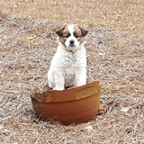 Entry image for Taffy