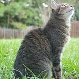 Entry image for  Barley