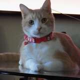 Entry image for Duke