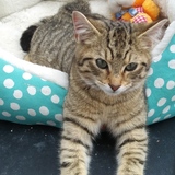 Entry image for Pawz