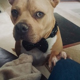 Entry image for Rocky