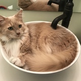 Entry image for Butters