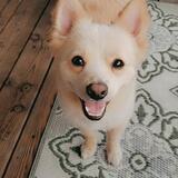 Entry image for Niko