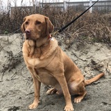 Entry image for Nash