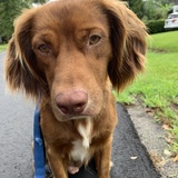 Entry image for Watson