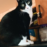 Entry image for Bento