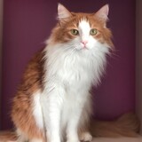 Entry image for Desi