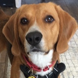 Entry image for Cooper