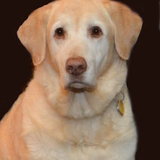 Entry image for Folly Girl