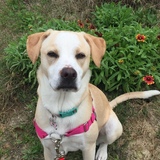 Entry image for Trixie