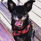 Entry image for Chewy