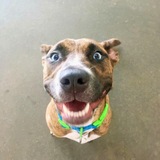 Entry image for Arya 