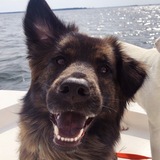 Entry image for Cal Pals Callie