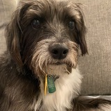 Entry image for Piper