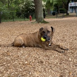 Entry image for Roger