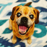 Entry image for Pancake