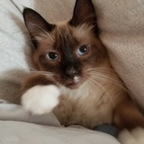 Entry image for Boddhi