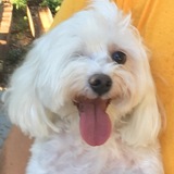 Entry image for Rhett Butler Rowley 