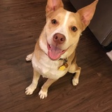 Entry image for Whiskey