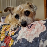 Entry image for Roxxy