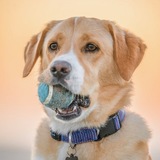 Entry image for Indi