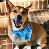 Entry image for Dooley