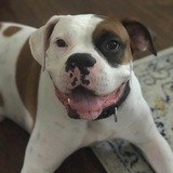 Entry image for Dozer 