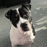 Entry image for Brody