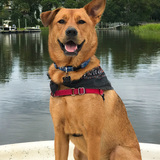 Entry image for Brody