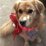 Entry image for Cooper