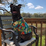 Entry image for Elliot Staybler