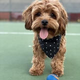 Entry image for Willie Nelson 