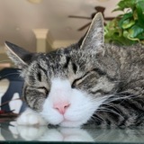 Entry image for Big Kitty