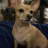 Entry image for Phoebe