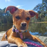 Entry image for Clementine