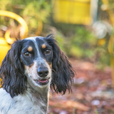 Entry image for Willy