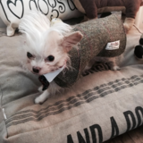 Entry image for Mr. Buttons Buhler