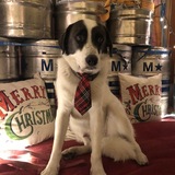 Entry image for Willie